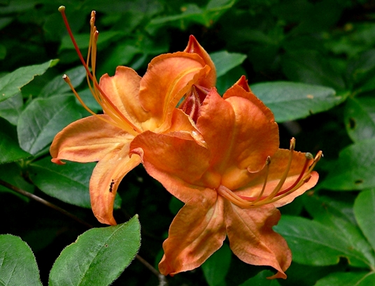 {Rhododendron calendulaceum}